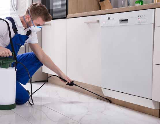 pest inspection and pest control